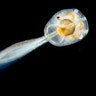 tunicate_larva