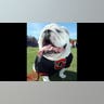 University of Georgia Bulldogs