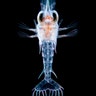 Larvae