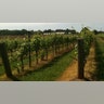 vineryard1