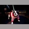 Waldog