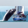 Whale vs. Boat