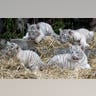 white_tiger_cub_3