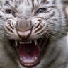 white_tiger_cub_4