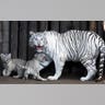white_tiger_cub_5