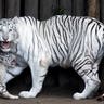 white_tiger_cub_5