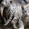 white_tiger_cub_6