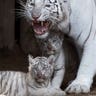 white_tiger_cub_7