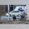 Hundreds of wild boars carrying highly radioactive material are stalking residents in the Japanese town of Fukushima.