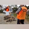 A group of local hunters have been hired by local authorities and have so far killed about 800 wild boars.