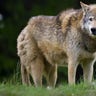 wolf_istock