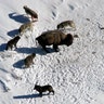 yellowstone_wolf_pack