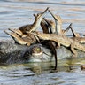 <b>Winner: Young Wildlife Photographer of the Year</b>