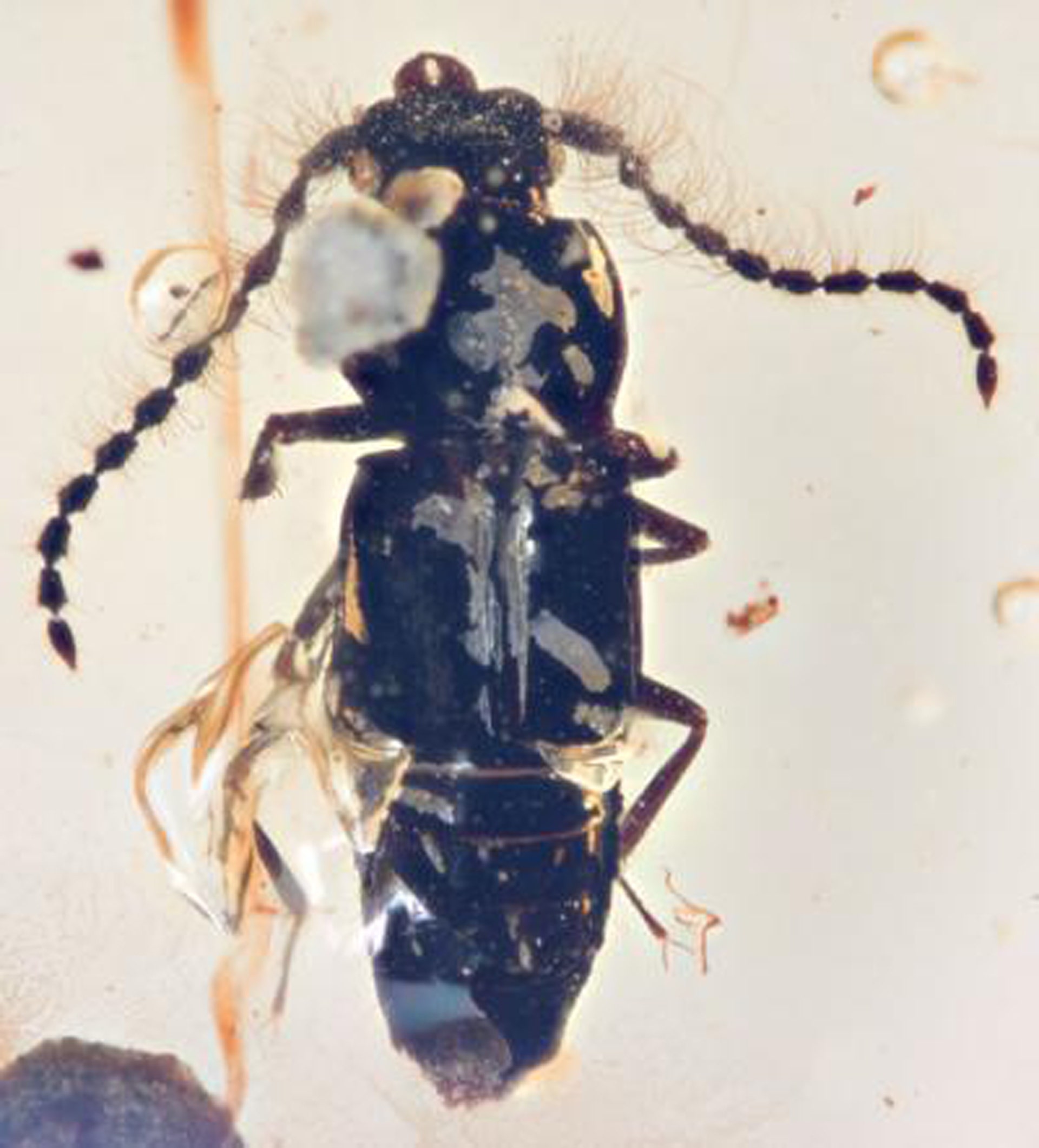 Image result for 99 million-year-old beetle found trapped in amber