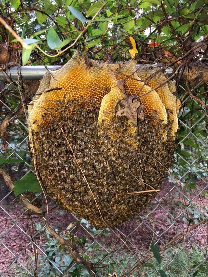 extremely rare open beehive in virginia stuns wildlife expert