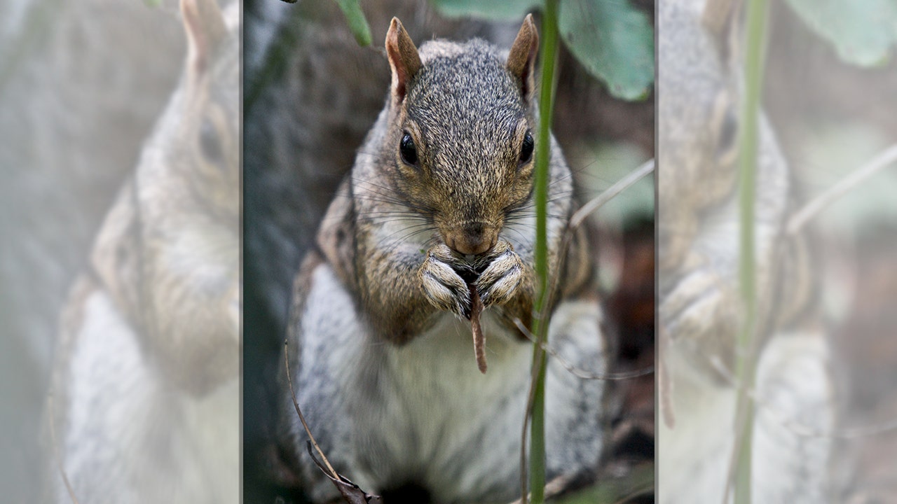 emotional support squirrel gets passenger removed from frontier