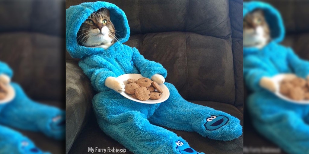 US embassy apologises after mistakenly sending Cookie Monster cat