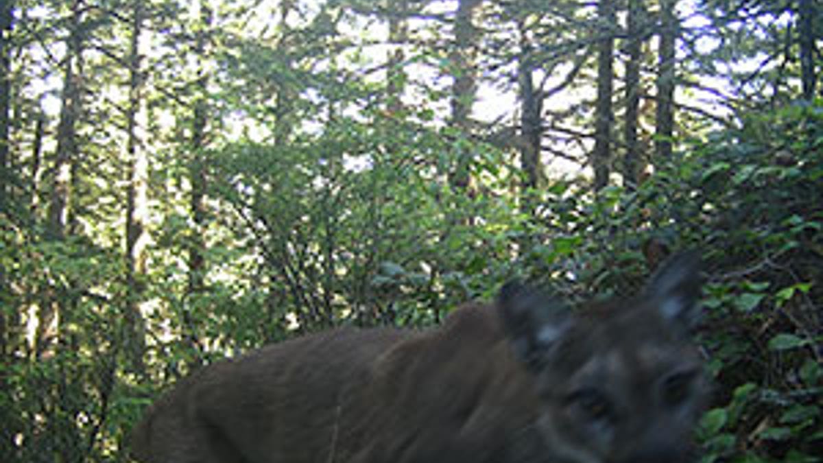 The cougar was killed four days after authorities found Diana Bober's body.