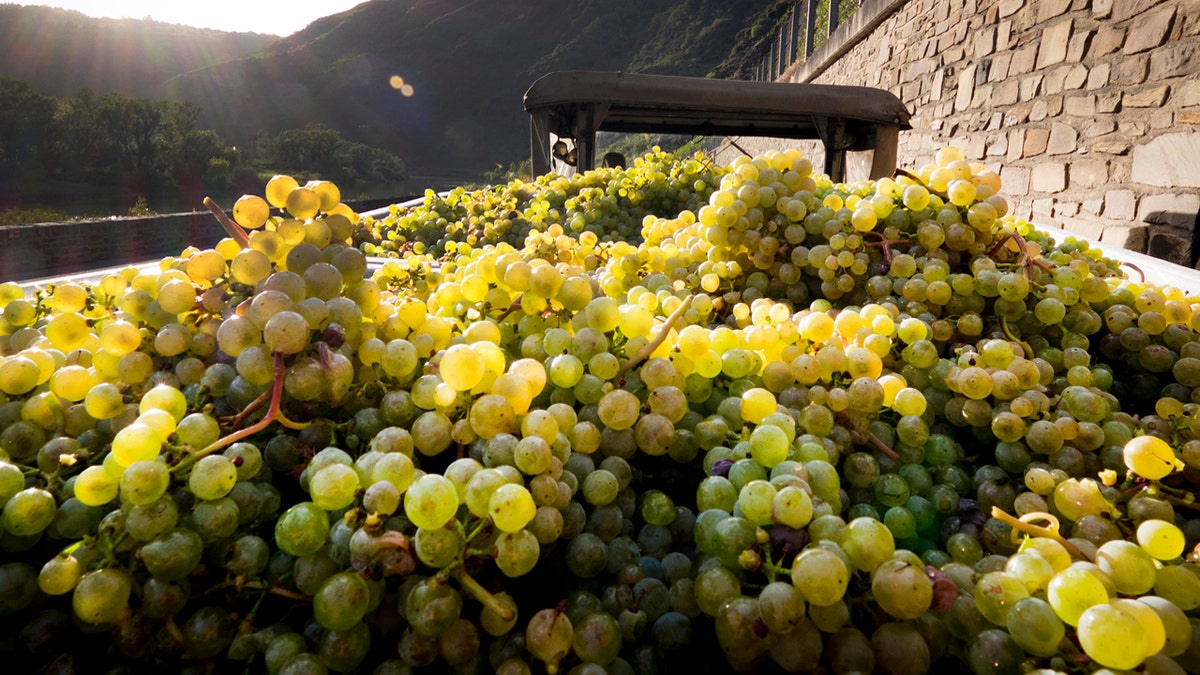 FILE: Grapes lie on a trailer on the bottom of the Calmont vineyard near Bremm, Germany. Nicolas DeMeyer, 41, was scheduled to plead guilty before a Manhattan federal judge to stealing $1.2 million worth of rare wines before jumping to his death Tuesday.  