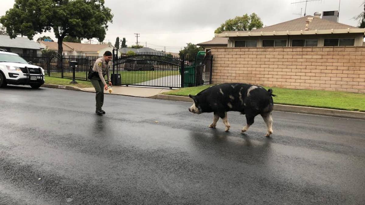 Deputies in San Bernardino, California lured a pig back home with a trail of Doritos.