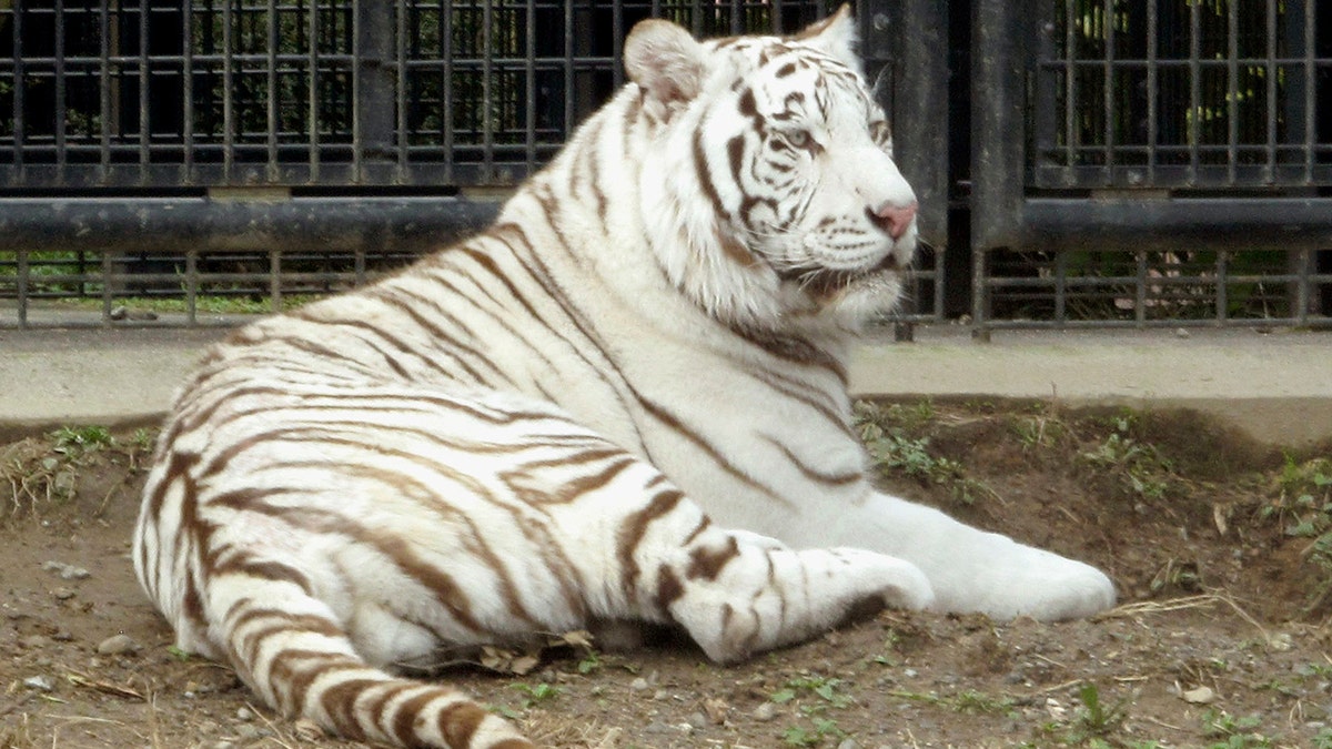 White tiger Riku sits in a cage at Hirakawa Zoological Park in Kagoshima, southern Japan. Japanese police are investigating the death of a zookeeper who was apparently mauled by the white tiger at the animal park. (Hirakawa Zoological Park/Kyodo News via AP)