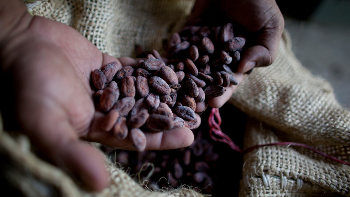 A paper published Monday, Oct. 29, 2018 says tests indicate traces of cacao on artifacts from a South American archeologic site estimated to be 5,400 years old. (AP Photo/Ariana Cubillos)