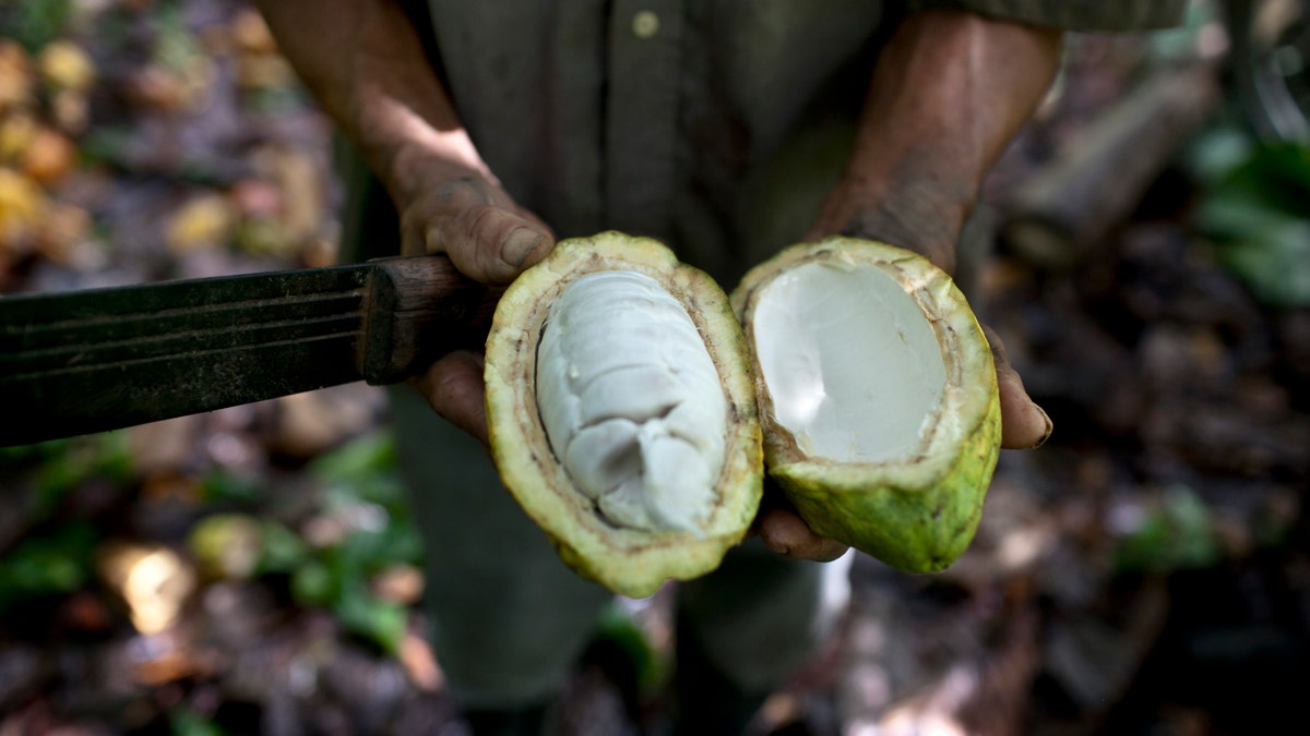 FILE - In this Nov. 15, 2012 file photo, a worker shows the inside of a cacao pod at a cacao plantation in Cano Rico, Venezuela. (AP Photo/Ariana Cubillos)