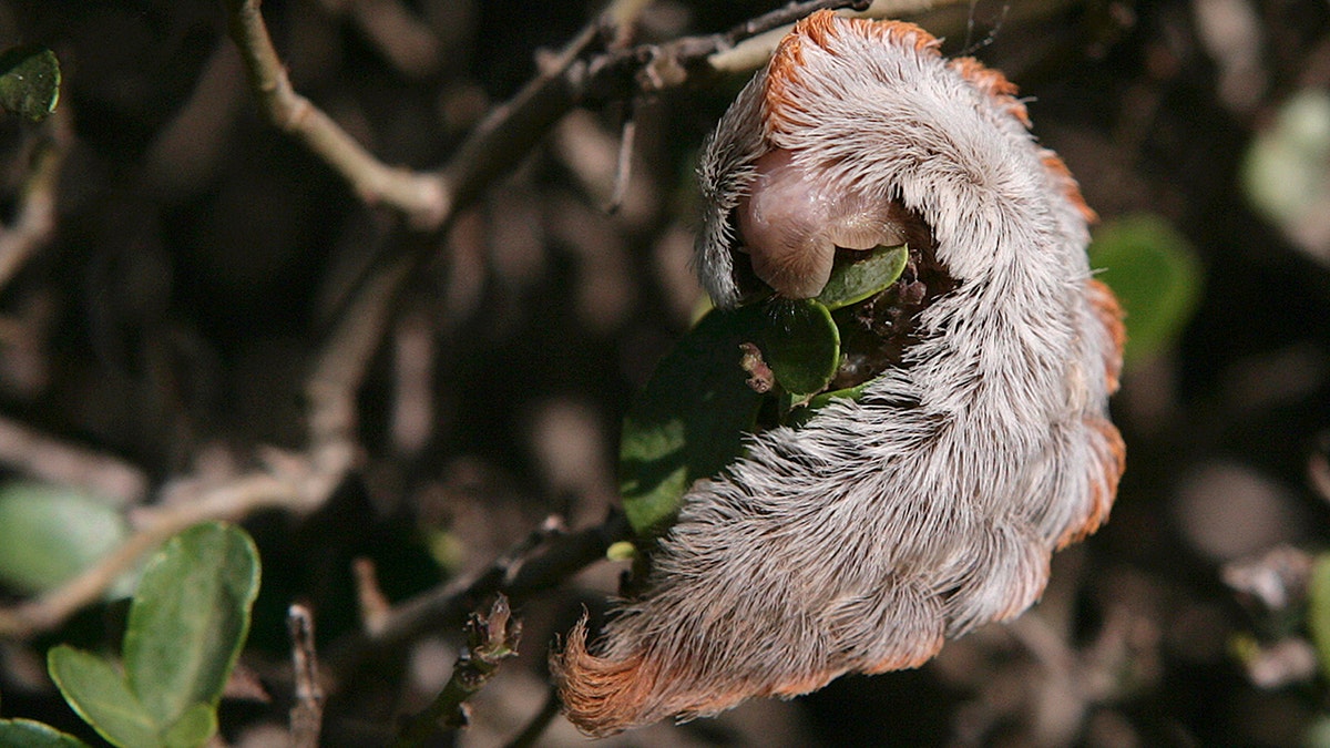 A young Texas girl was reportedly hospitalized after she was stung by an asp caterpillar.