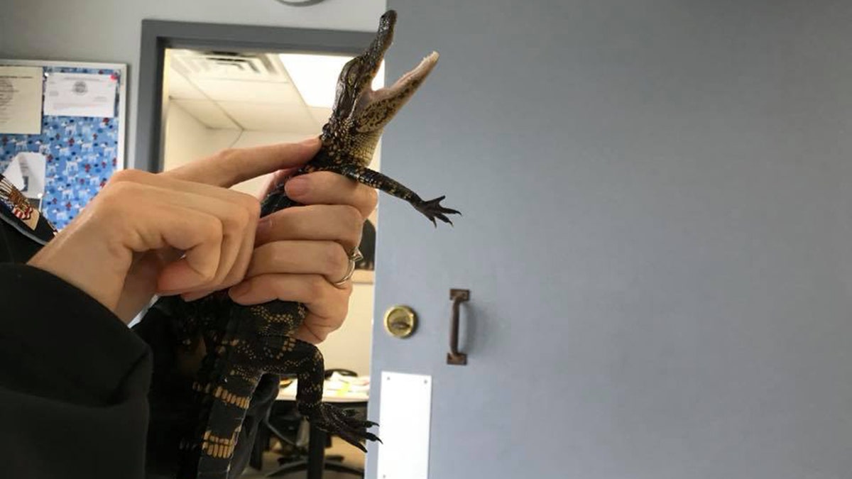 An alligator was discovered beneath a vehicle in Olathe, Kansas, on Monday, police said in a Thursday Facebook post.