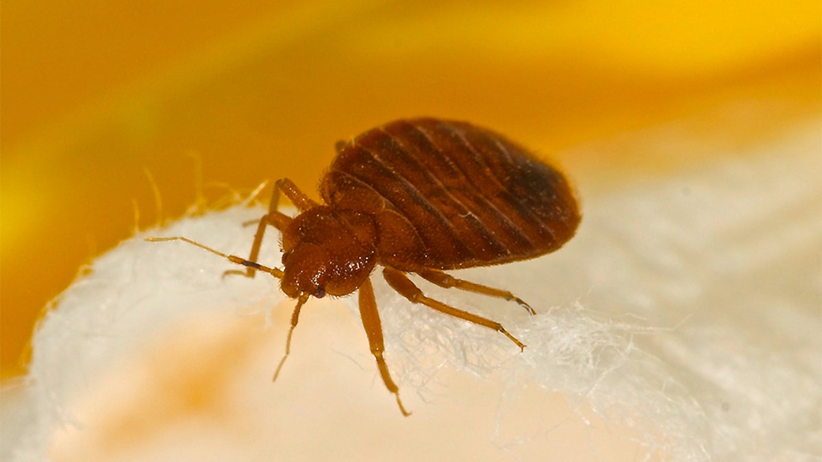 Bed bugs can also be found in chairs and couches and under loose wallpaper, among other places.