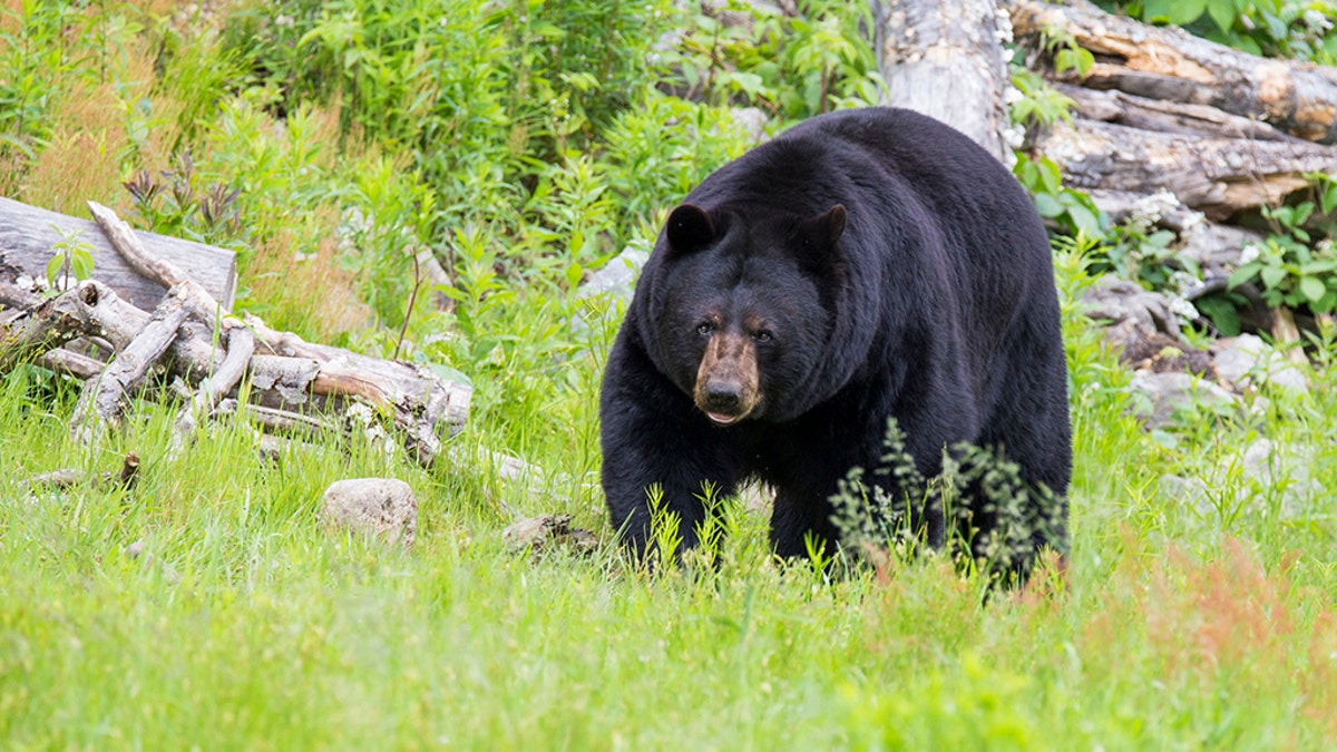 An acorn shortage may to be blame for an increase in black bear sightings in Virginia.