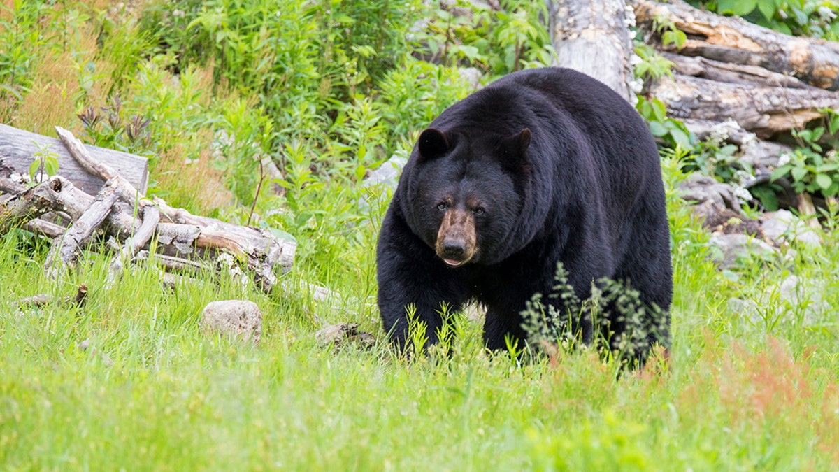 Black bear roaming