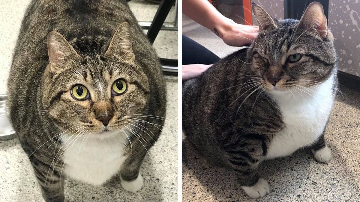 The extra-large tabby recently ended up at the Jacksonville Humane Society in need of a home.