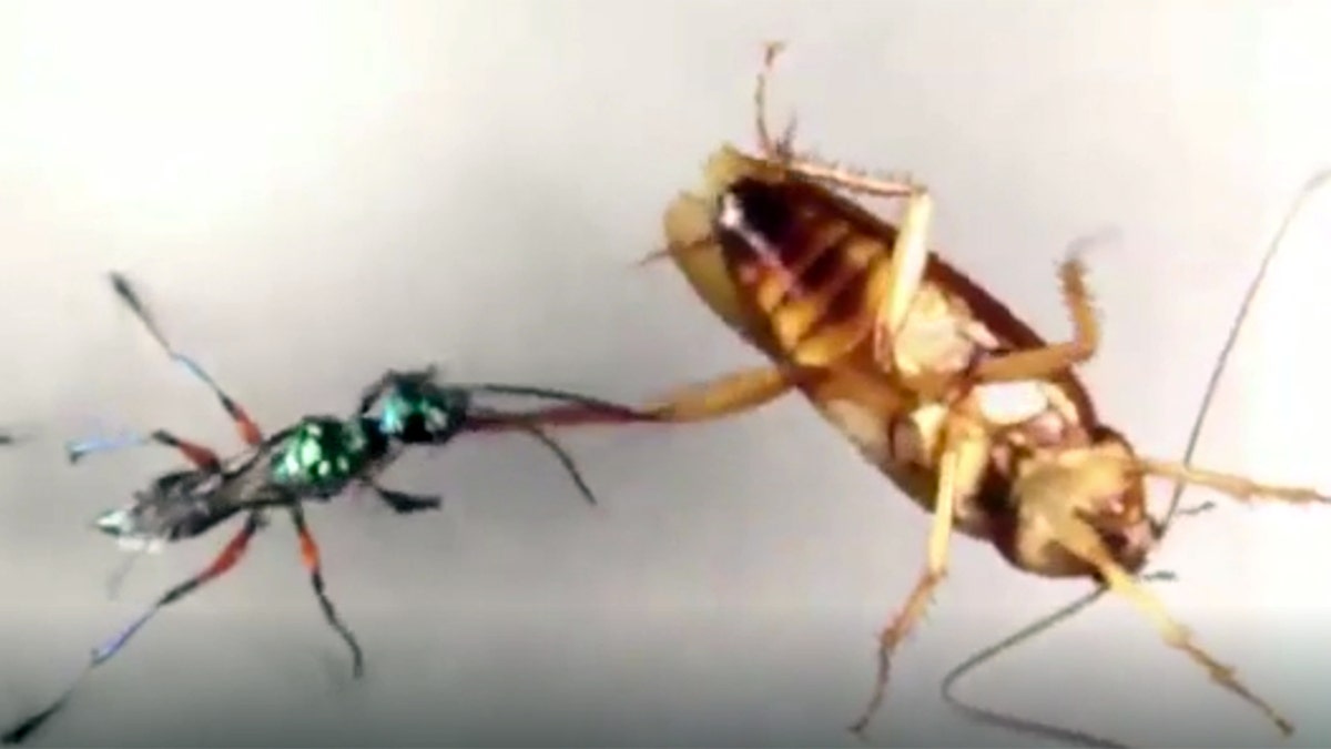 Vanderbilt University professor Ken Catania studied how American cockroaches can successfully fight off emerald jewel wasps. 