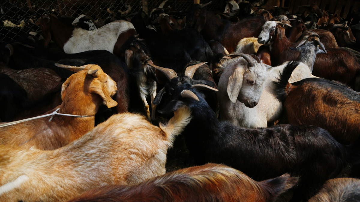 In this 2018 photo, goats stand for sale at a livestock market in Kathmandu, Nepal. (Associated Press)