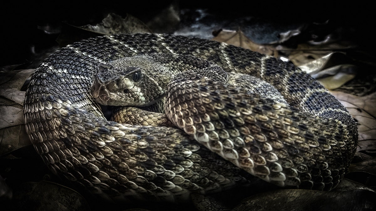 Diamondback rattlesnakes are venomous.