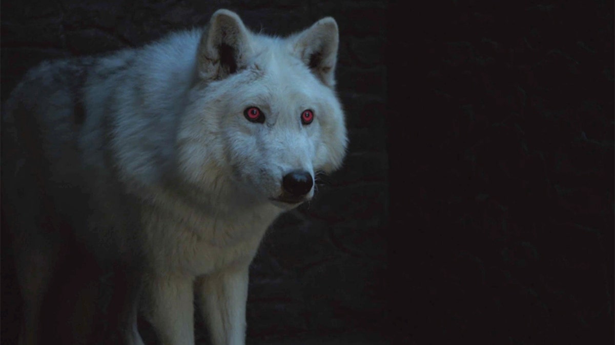 Jon Snow's direwolf Ghost (pictured) is set to make his 