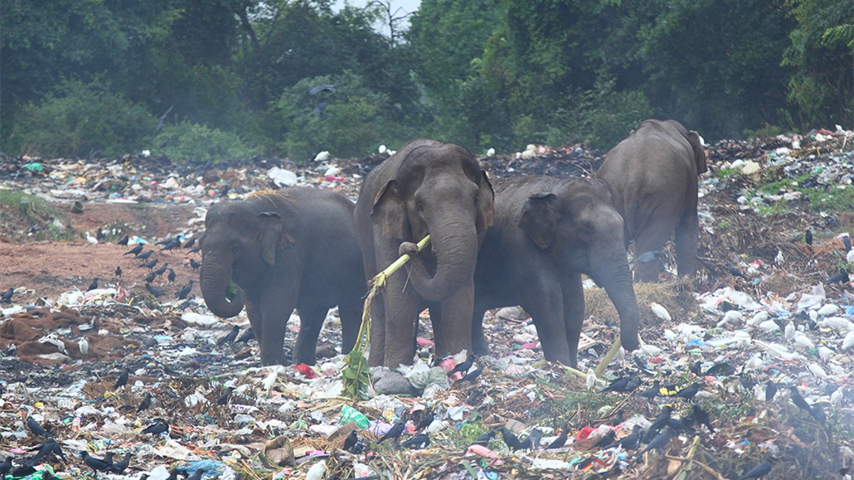 Group of wild elephants looking for banana trees in the middle of dumping ground (Sri Lanka, Trincomalee)