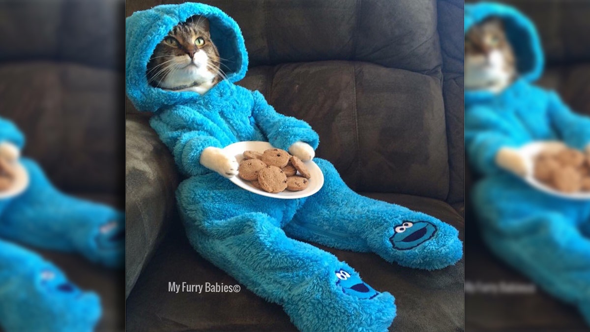 The U.S. Department of State sent out an email featuring this tabby cat dressed as the Cookie Monster.