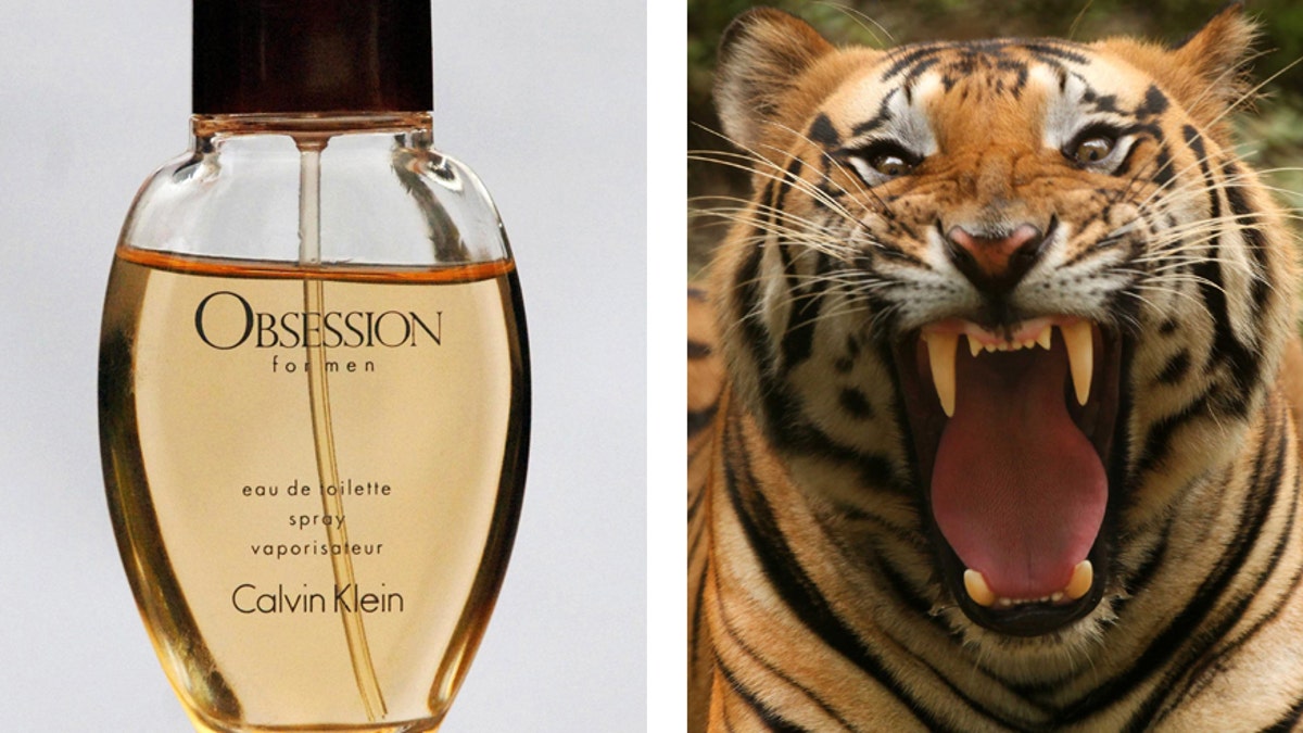 calvin klein cologne attracts big cats