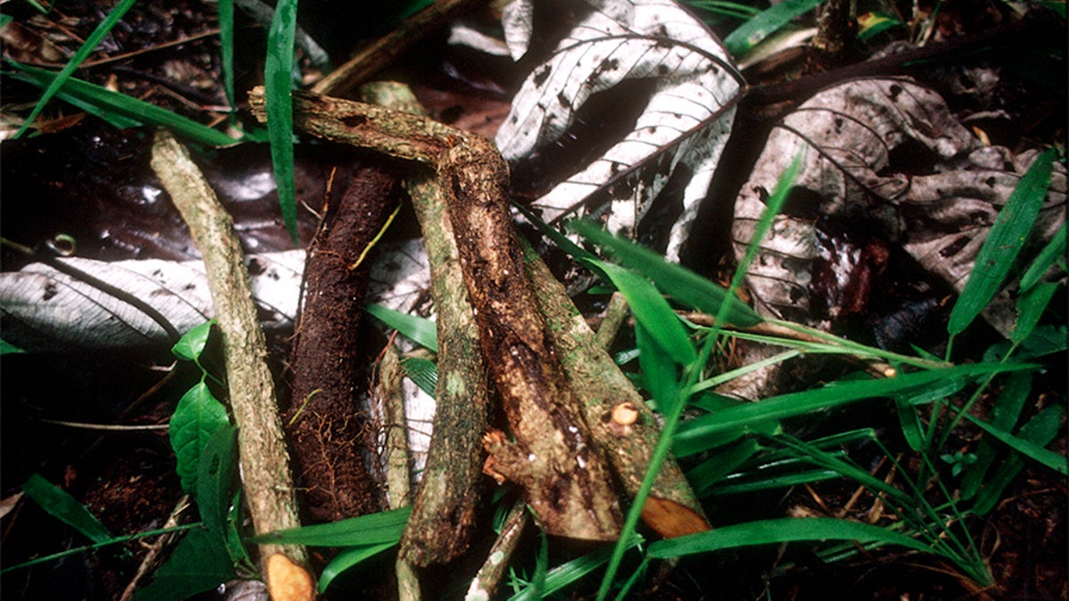Ayahuasca is a traditional and very powerful hallucinogenic brew made from the root of a local jungle vine. 