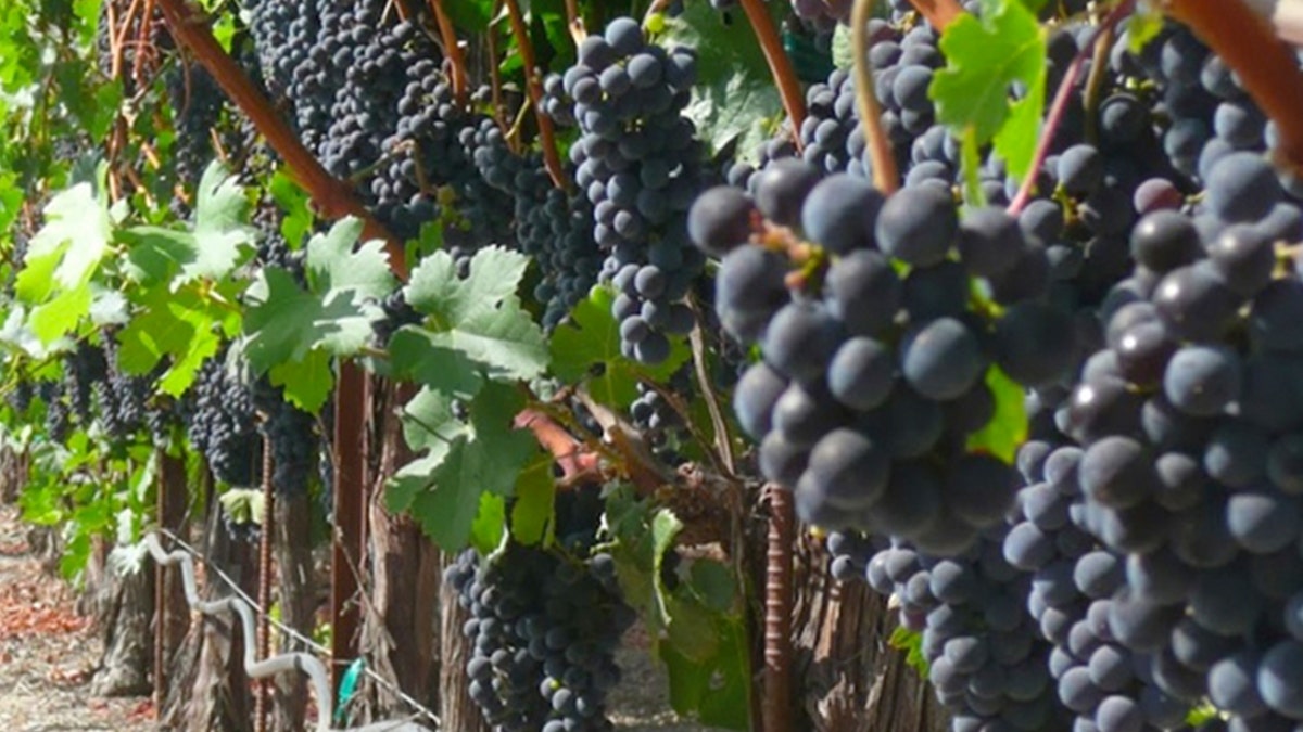 A Napa Valley worker was killed Monday after getting dragged into a harvesting machine.