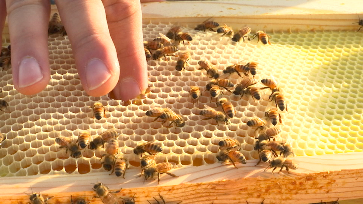 Beekeeper Nicholas Weaver dips his finger into fresh honey, then sucking off the golden goo.