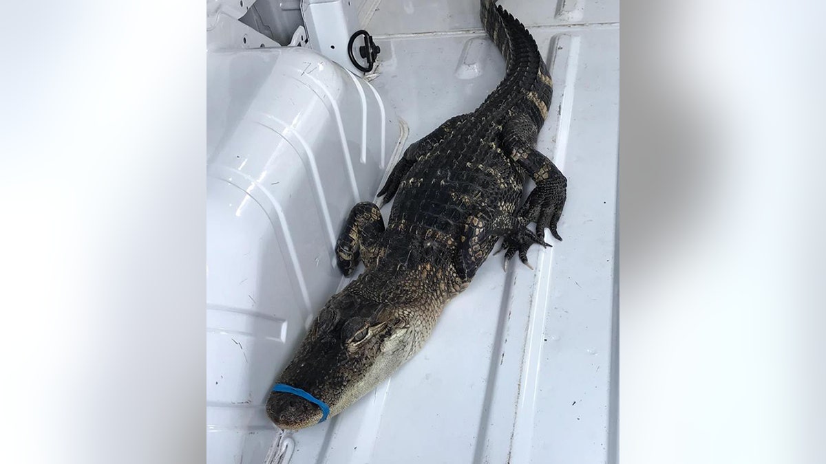 An alligator was discovered swimming in Lake Michigan.