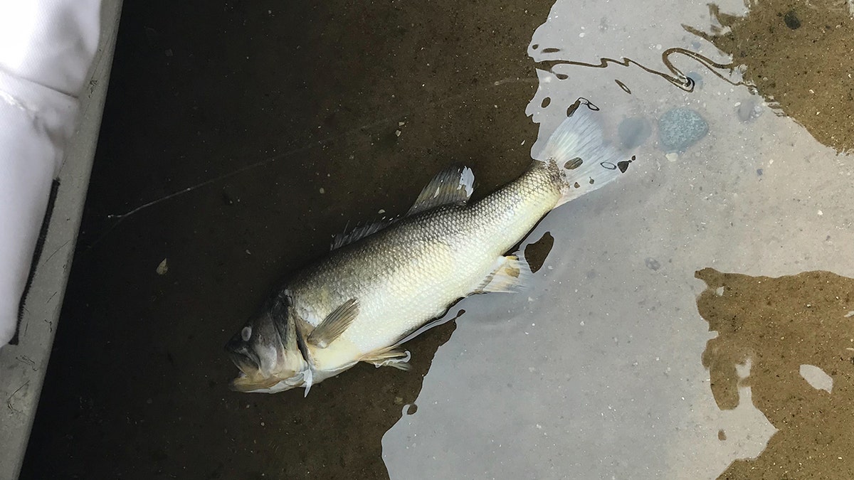 Fish infected with the largemouth bass virus cannot be treated, the Michigan DNR said.