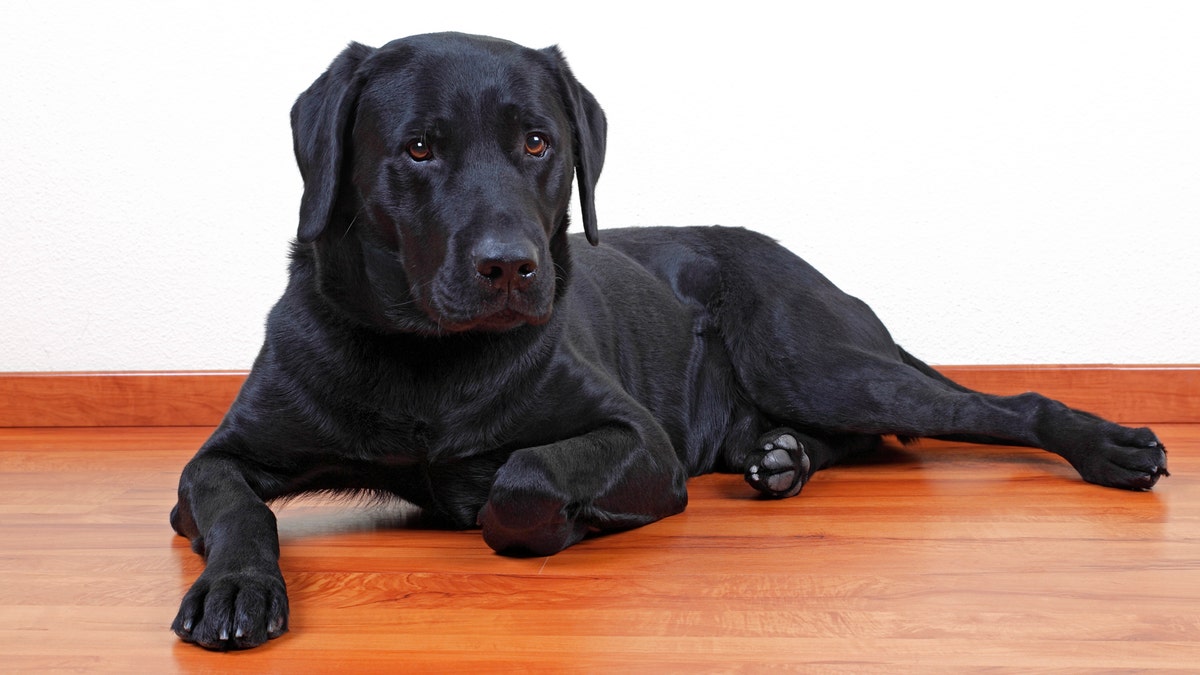 File photo - black Labrador Retriever dog.