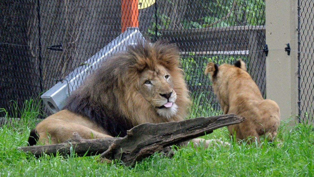 Nyack playing with a cub.