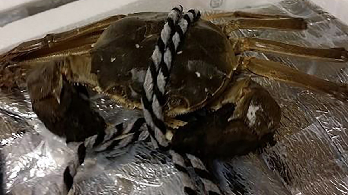 More than a dozen shipments containing roughly 900 pounds of an “invasive” type of crab were uncovered by Customs and Border Protection (CBP) officials, the agency announced Wednesday.