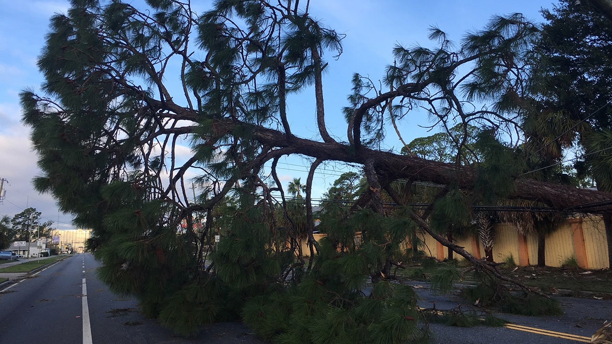 Trees lay strewn in Panama City Beach, Fla. after Hurricane Michael bore through the area.