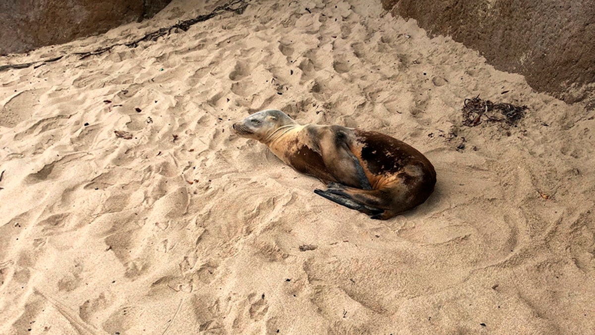 This summer 2018 photo provided by the Marine Mammal Center shows a California sea lion prior to its rescue at a Monterey County beach along the central California coast. The rescue center says California sea lions are coming down with a potentially fatal bacterial infection in near-record numbers. (AP/Marine Mammal Center)